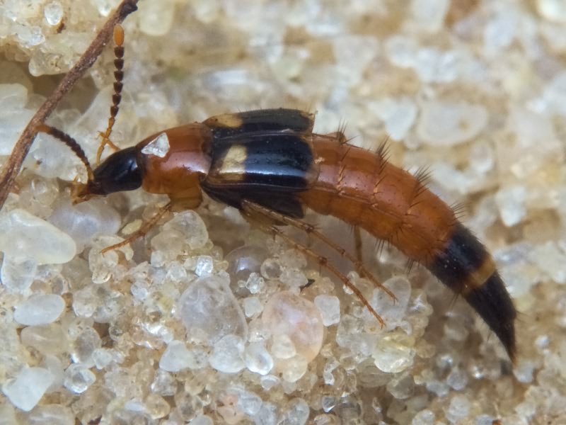 Lordithon lunulatus (Linnaeus, 1761)